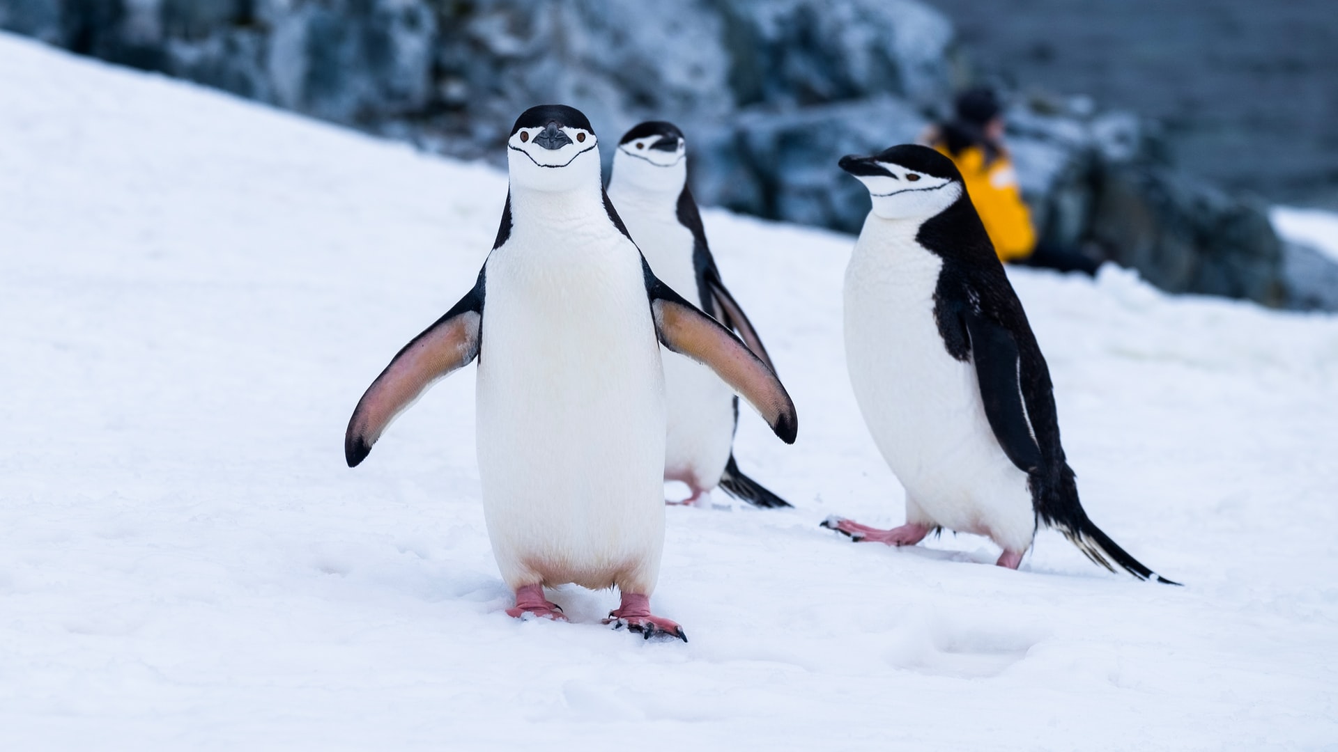 Clustering The Palmer Station Penguin Data Using PyMC3 clustering-the-palmer-station-penguin-data-using-pymc3